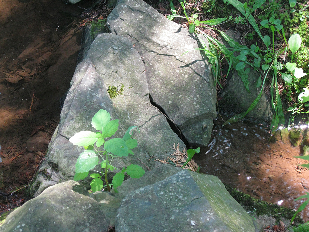 Sœurs Servantes du Saint-Cœur de Marie